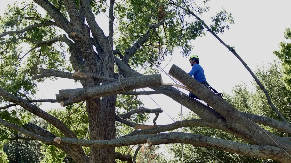 Professional Crown Thinning performed by certified arborists in Christiana