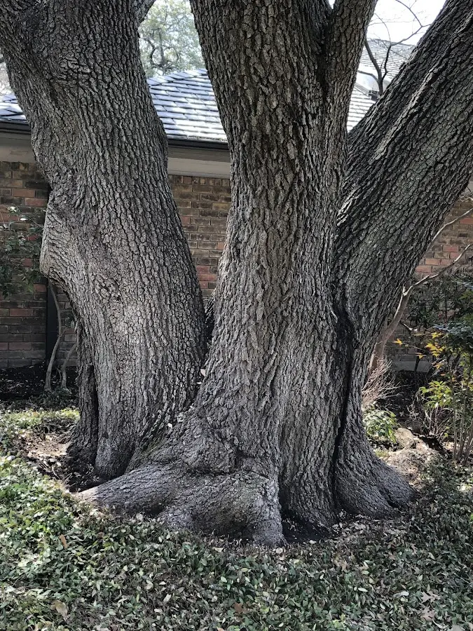 Mature heritage tree close to a Christiana property cared for by certified arborists